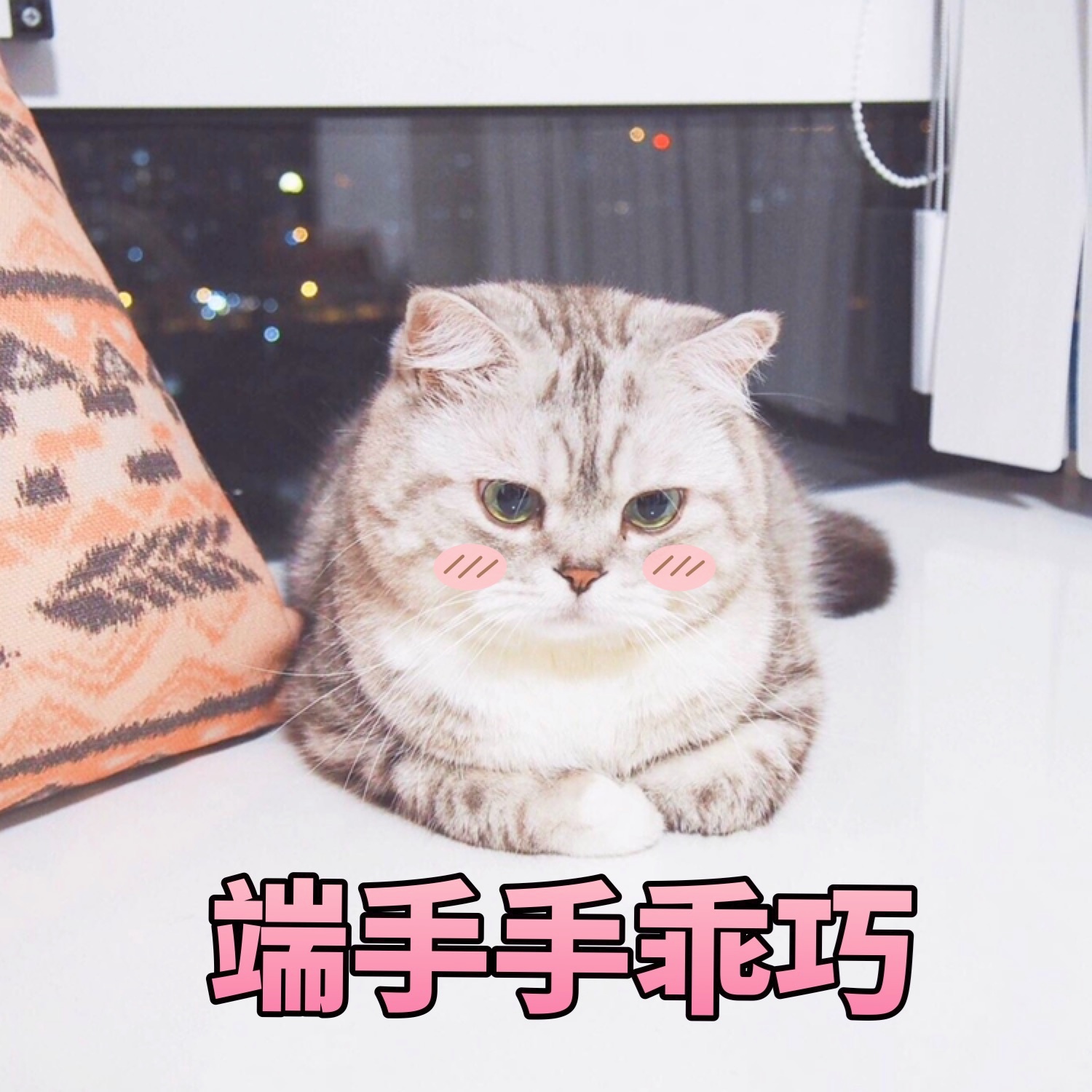 猫咪表情包