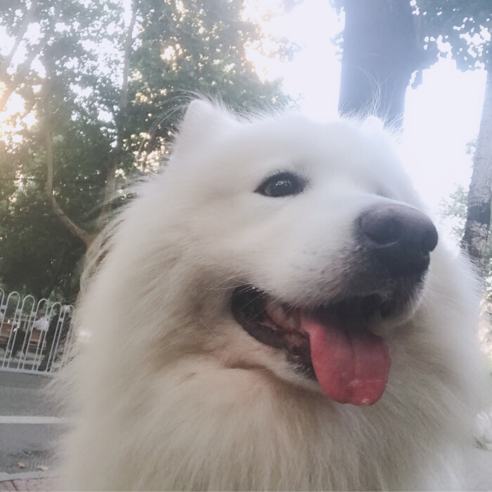 蠢狗*的日常假笑.