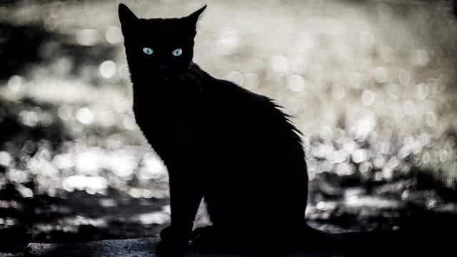 黑暗系 猫咪