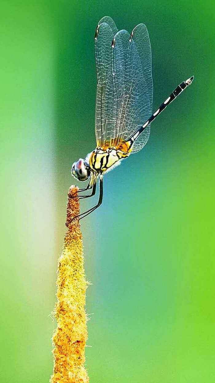 美丽的蜻蜓