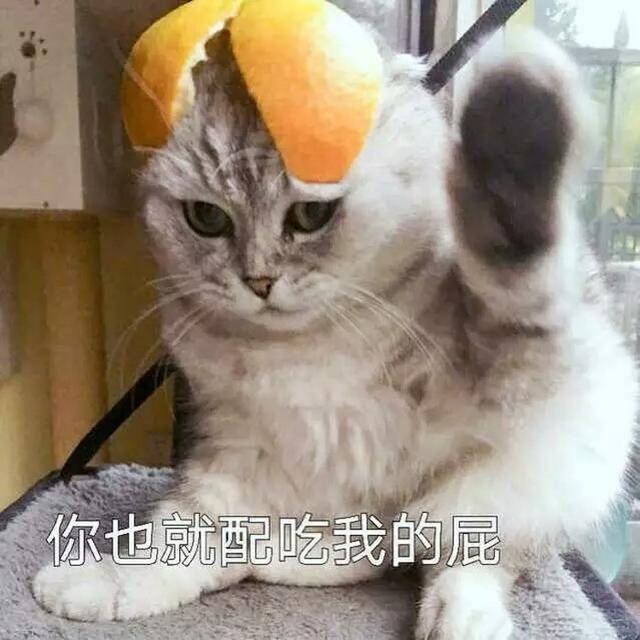 小猫表情包