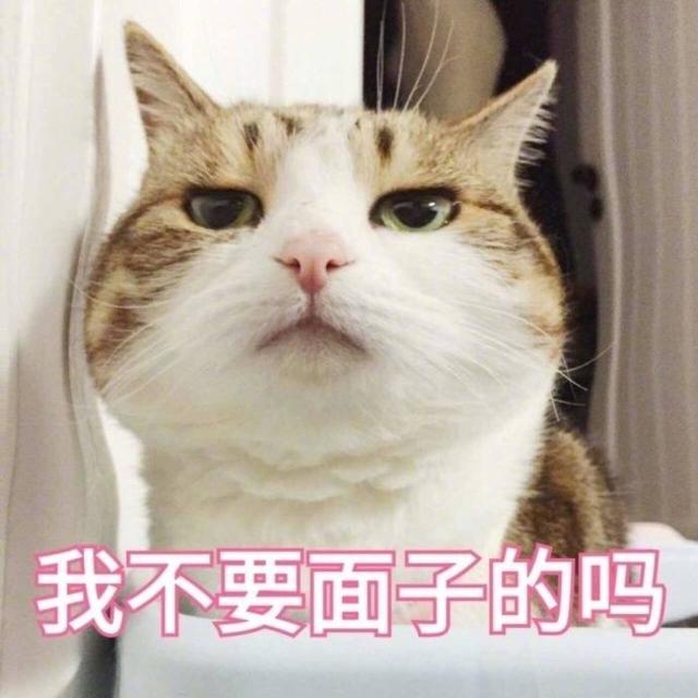 小猫表情包