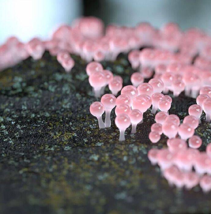 花卉 菌类
