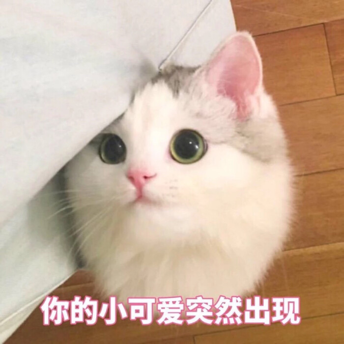 猫咪小表情包