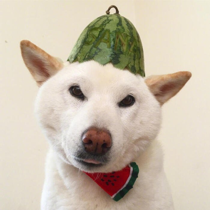 水果蔬菜汪可爱白狗头像
