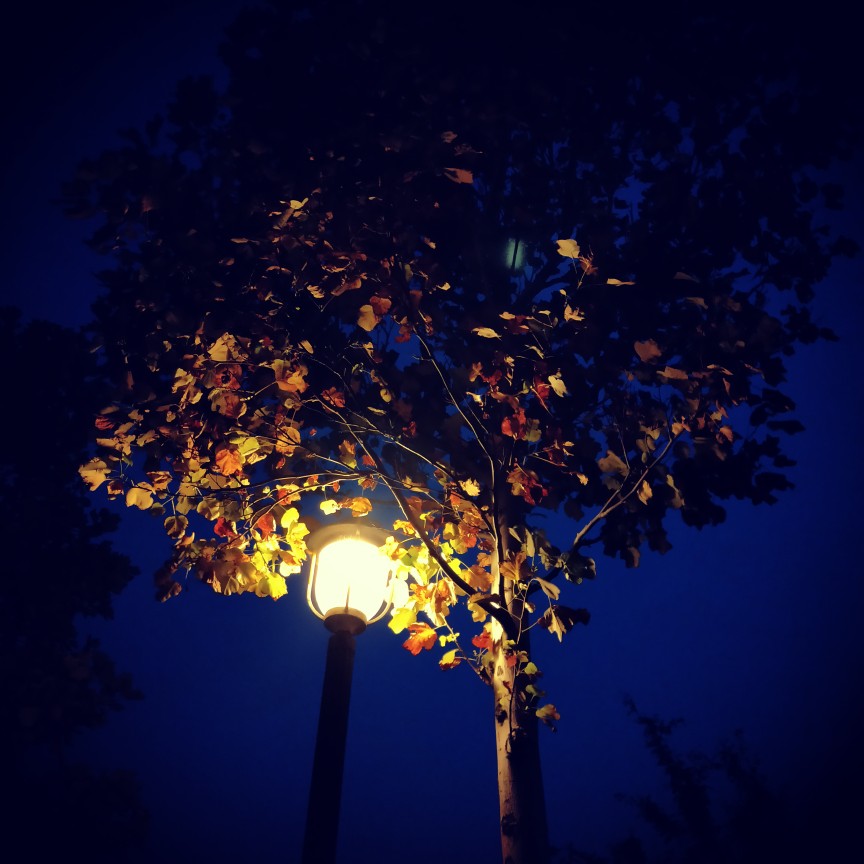 寂静的夜安静的树温暖的灯