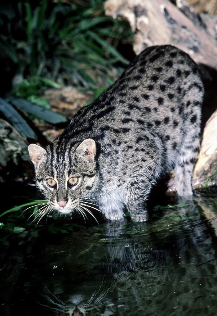 渔猫,是一种中等体型的猫科动物,头体长65～85厘米,主要分布于中南