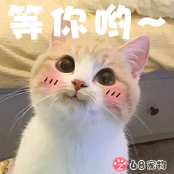 68宠物app微信qq宠物表情:宠物猫小可爱等你哟