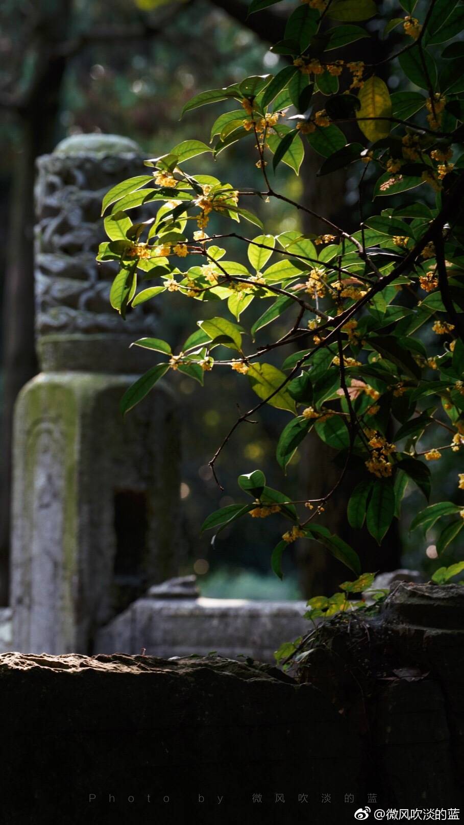 又是一年桂花香(摄于南京明孝陵景区)