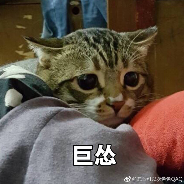 猫猫表情包
