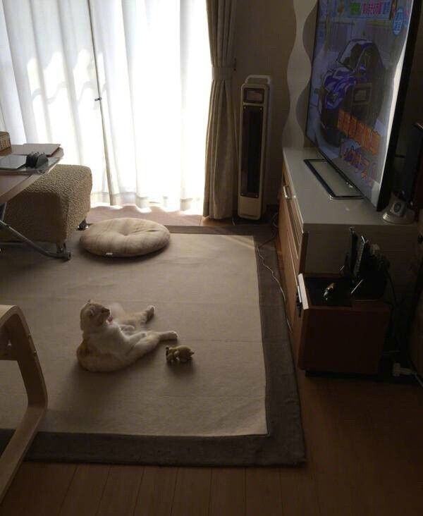 一位主人起来到客厅一看,发现家里的喵咪已经在吹着空调看电视了,而且
