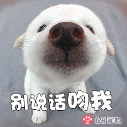 68宠物app微信qq宠物表情:宠物狗别说话吻我