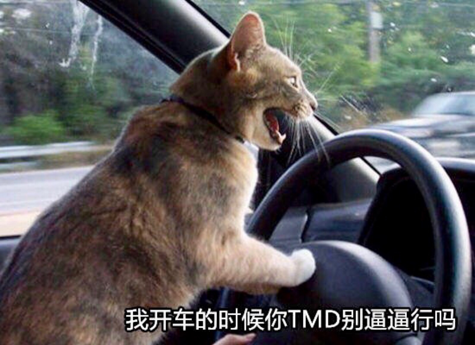猫咪表情包 "我开车的时候你tmd别逼逼"