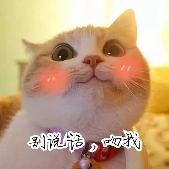 情侣间猫猫表情包
