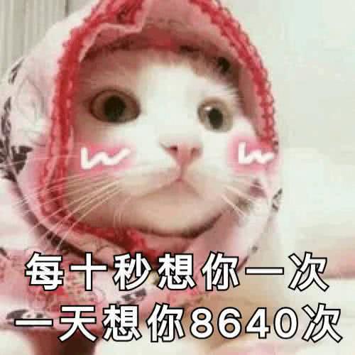 情侣间猫猫表情包