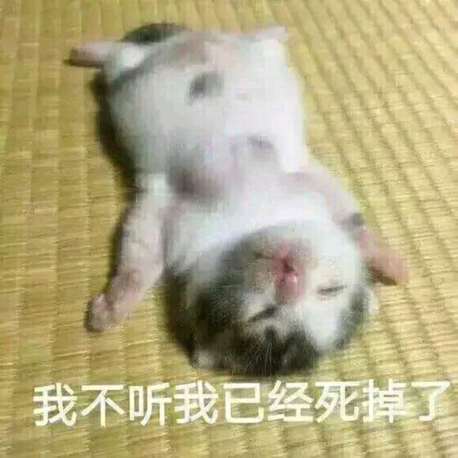 撩汉表情包 男朋友 恋爱 搞笑 撒娇 傲娇