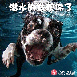 68宠物app微信qq搞笑萌宠物表情:潜水的发现你了