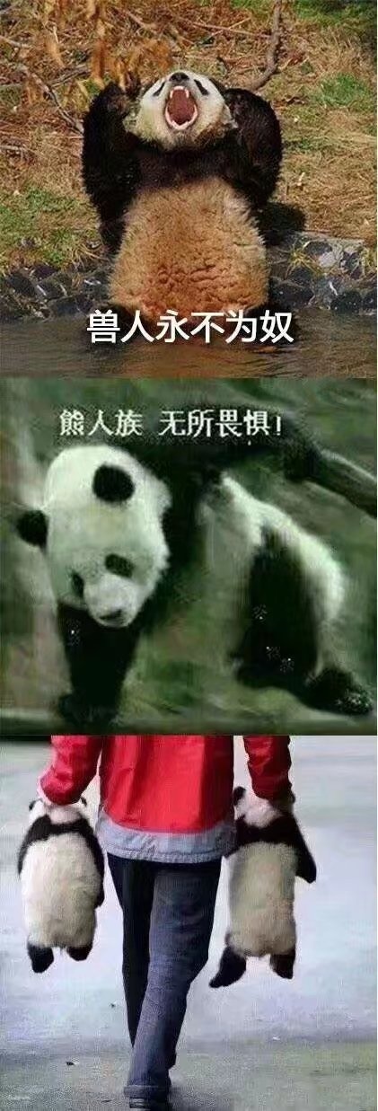 熊猫怎么可以这么萌qwq! 「搞笑」