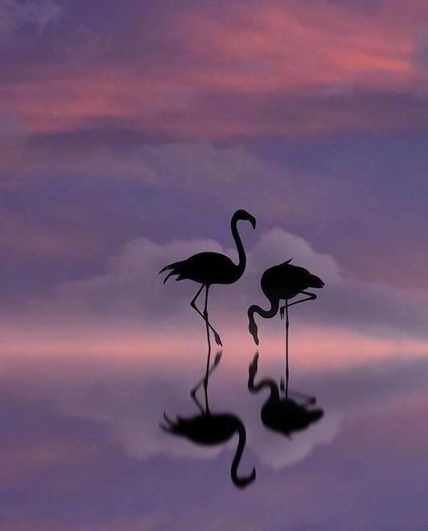 【晚霞中的火烈鸟】希腊摄影师 dominic liam 的剪影风格作品,意境