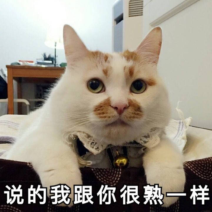 猫咪表情包