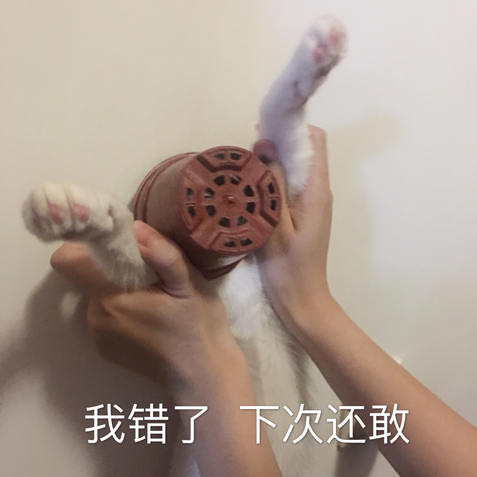 沙雕猫表情包