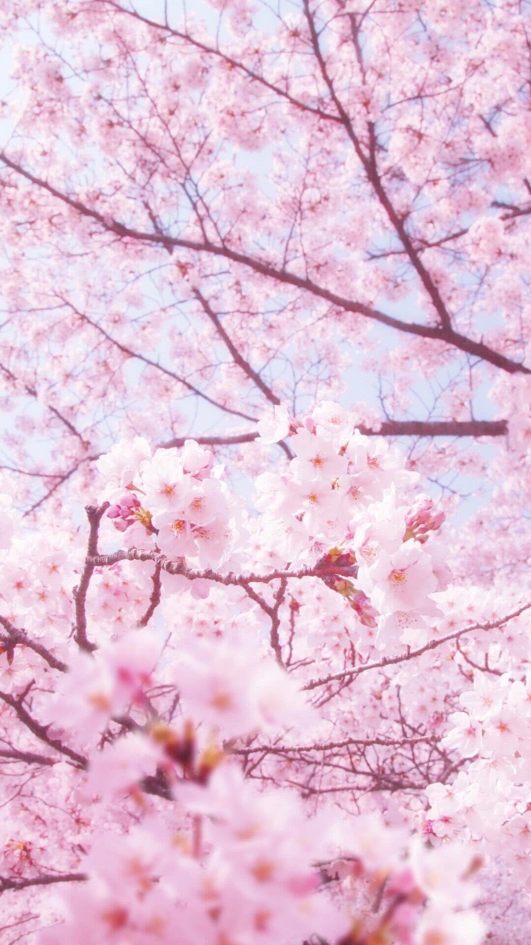 壁纸 背景 可爱 清新 樱花 丧