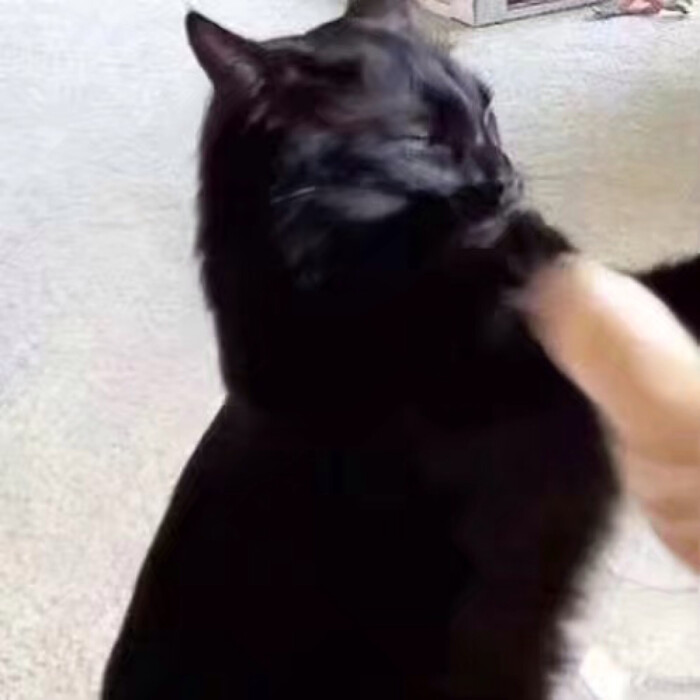 三次元情头 动物猫咪情头 趣味情头