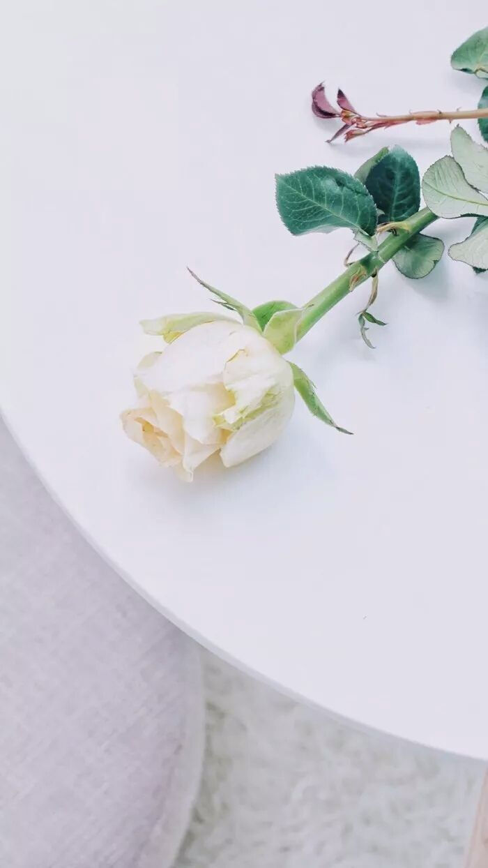 【壁纸】平铺/图片/壁纸/文艺/清新/简约风/锁屏壁纸/壁纸/手机壁纸