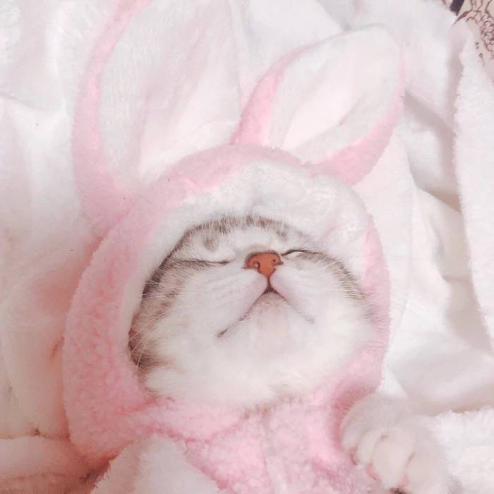 萌猫头像,闺蜜头像,多人头像,三人头像