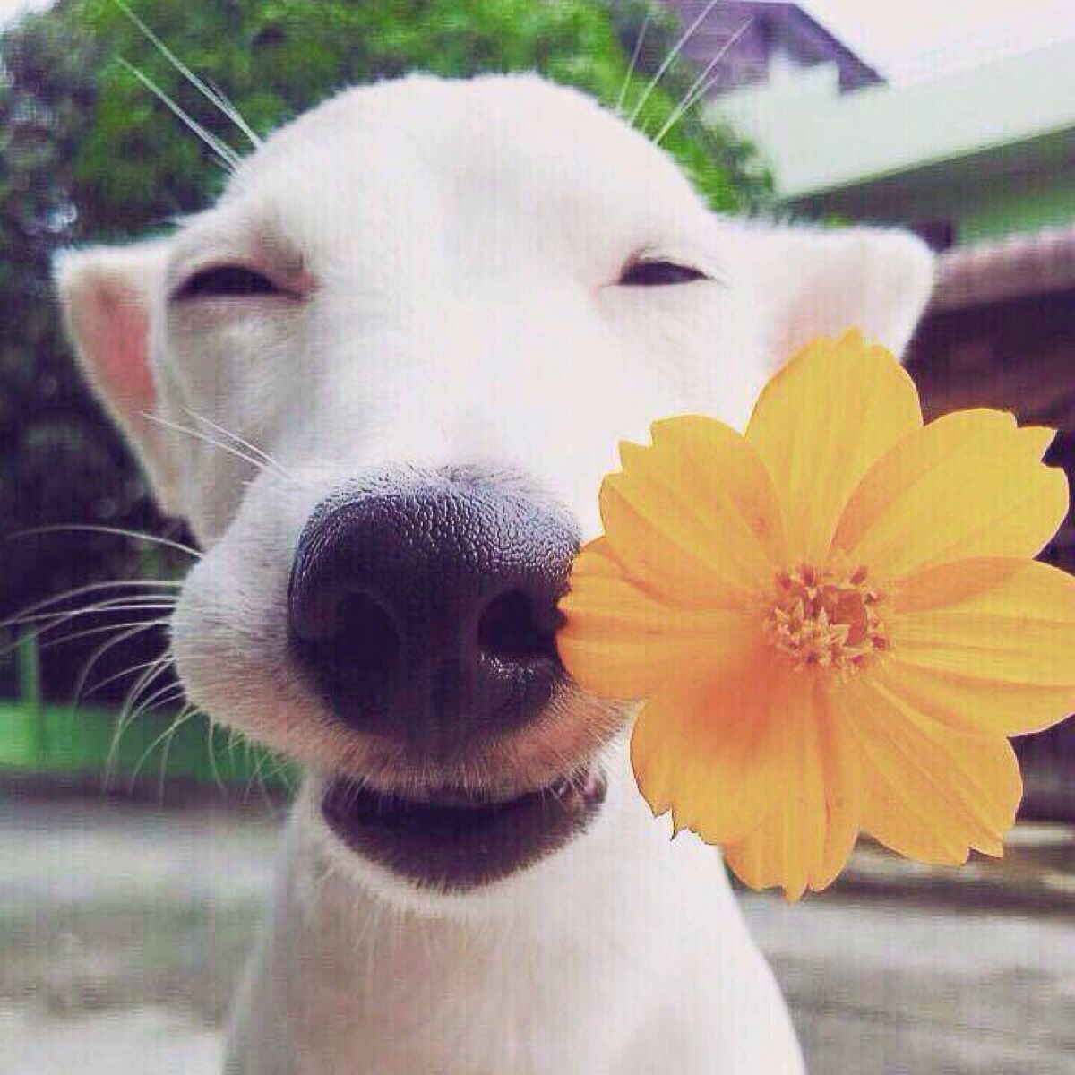 萌狗头像,闺蜜头像,多人头像,三人头像,情侣头像,笑脸狗