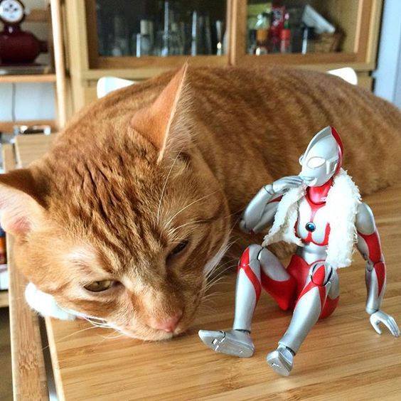 奥特曼陪伴的猫咪,安全感爆棚.
