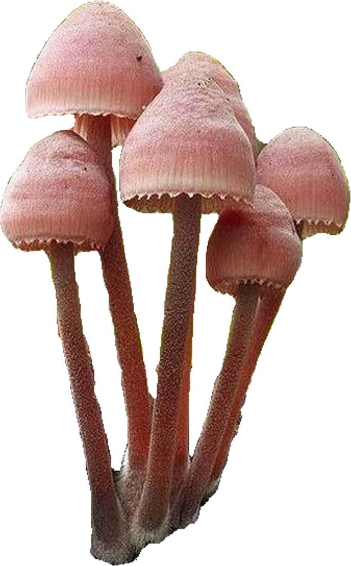 免抠素材 蘑菇