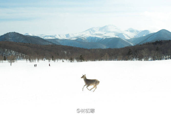 大雪中 _ 小鹿与海