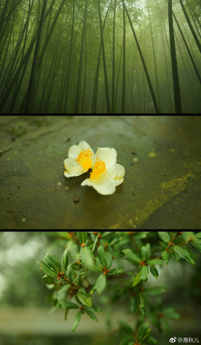 夜来风雨声,花落知多少