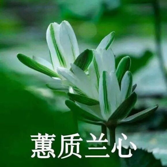 蕙质兰心.佛系表情包