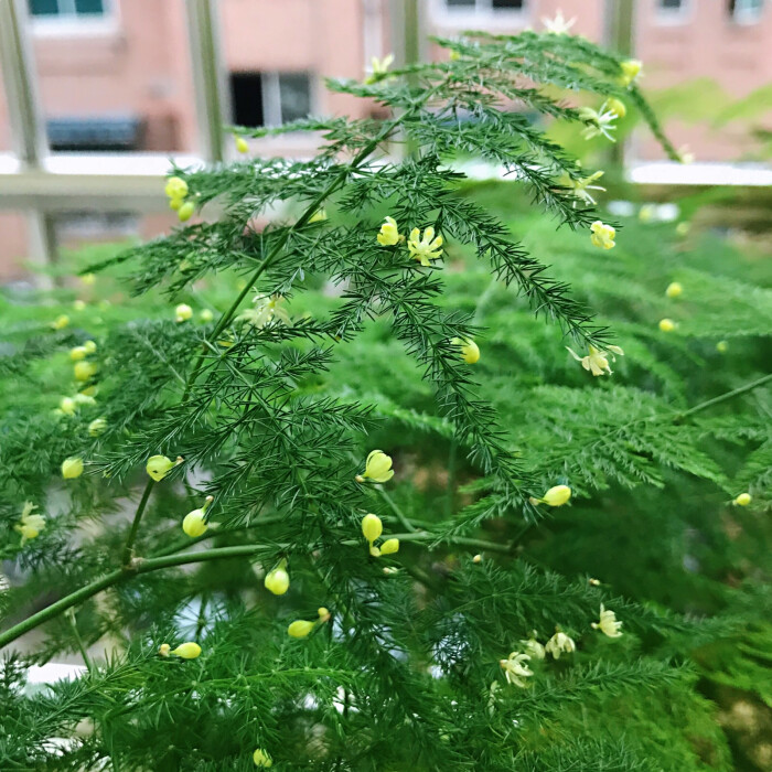 第一次知道文竹居然也会开花…寓意:永恒