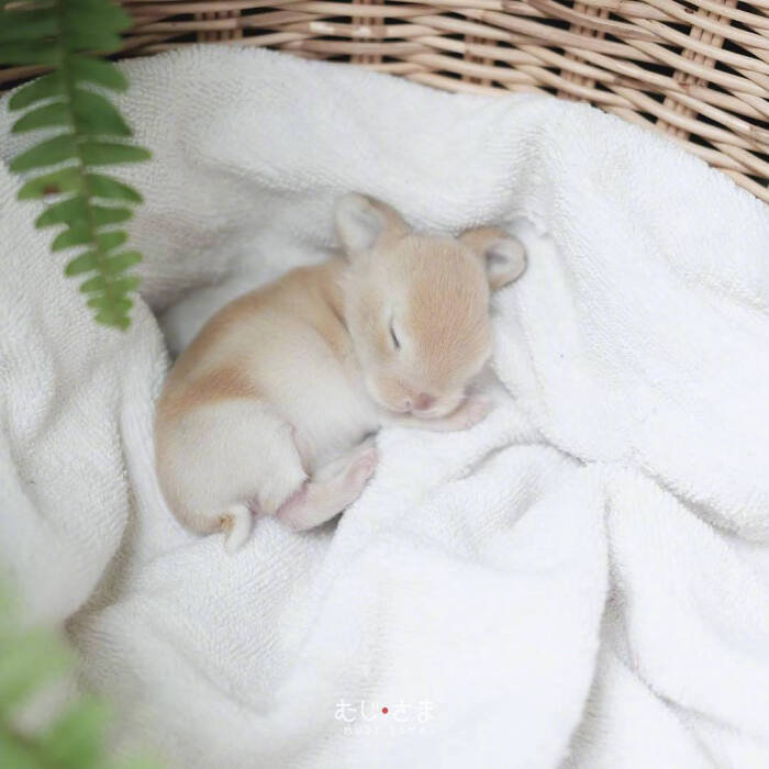 小兔几miku,兔生的最大兴趣爱好就是睡觉觉.ins:mikuu_sama