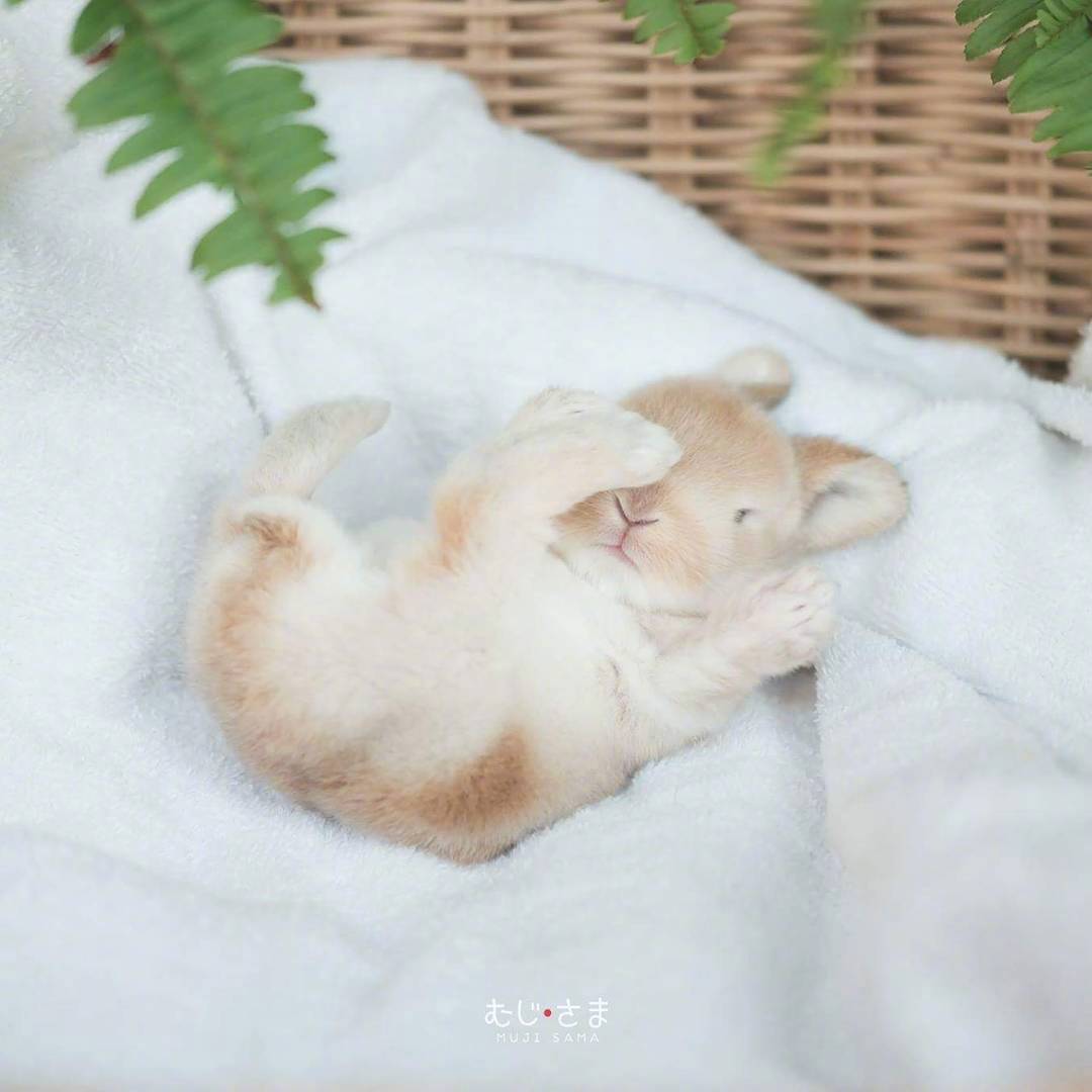 小兔几miku,兔生的最大兴趣爱好就是睡觉觉.ins:mikuu_sama