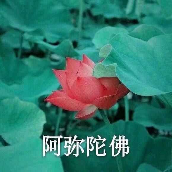 莲花 表情包