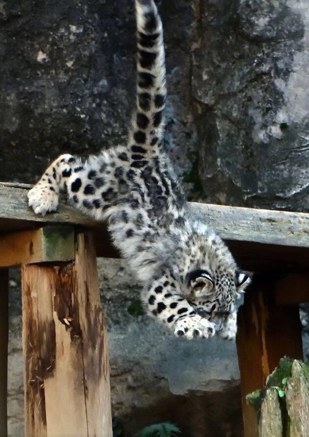 多摩动物园的雪豹幼崽,承包了今天一整天的热门表情包.