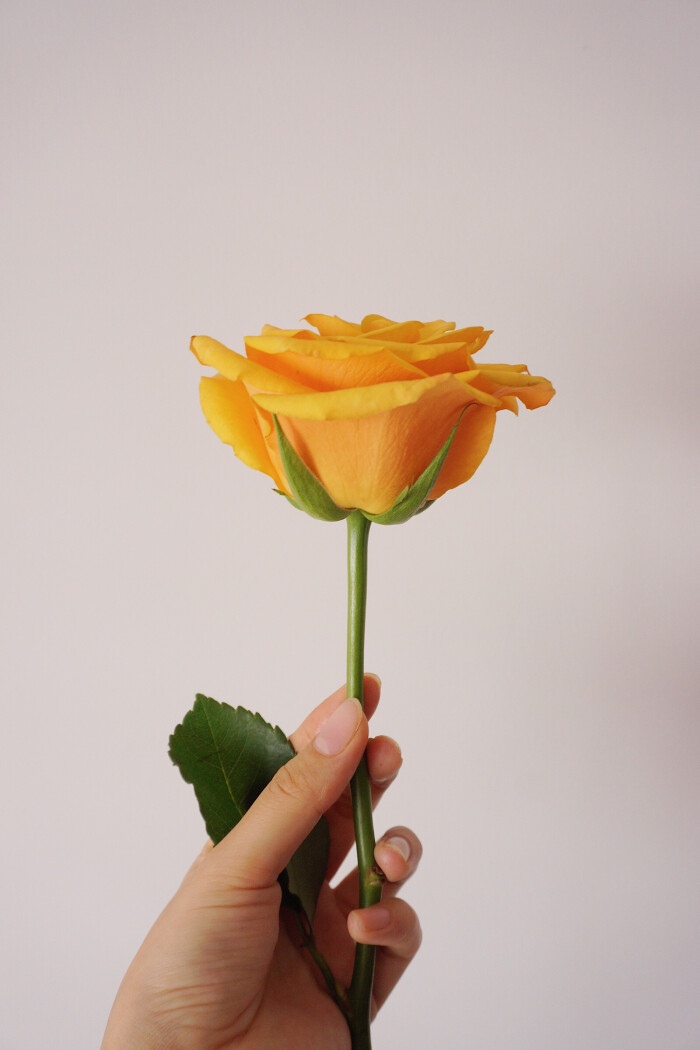 tycoon玫瑰这个玫瑰的颜色非常明亮饱满,是黄色里面还加了一点点橘色