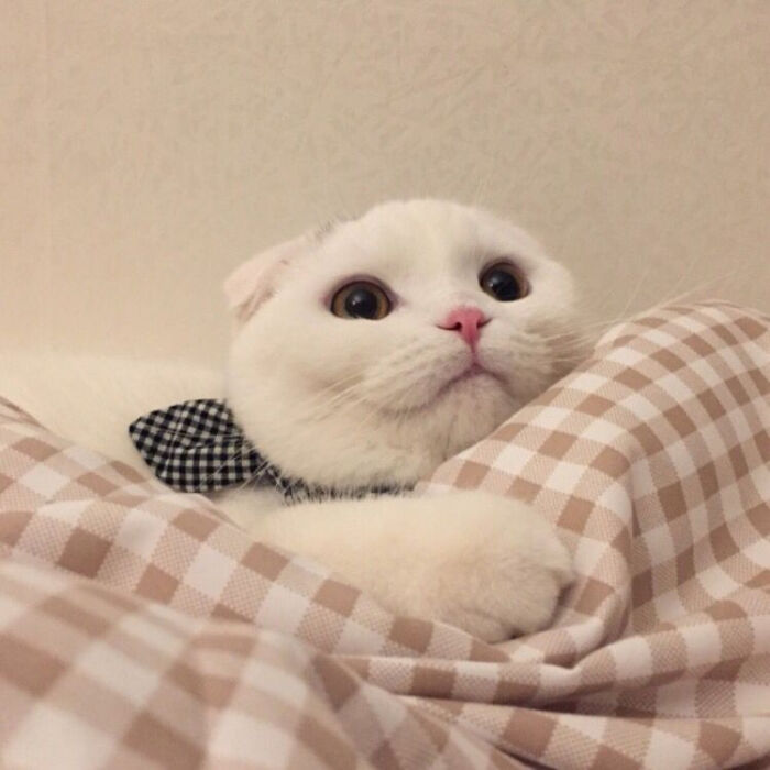 萌猫,闺蜜头像,三人头像,多人头像,情侣头像,微博见yaoooooooir.