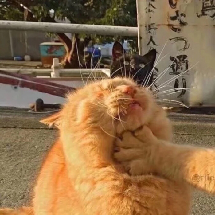 cp情头基头/猫猫/搞怪