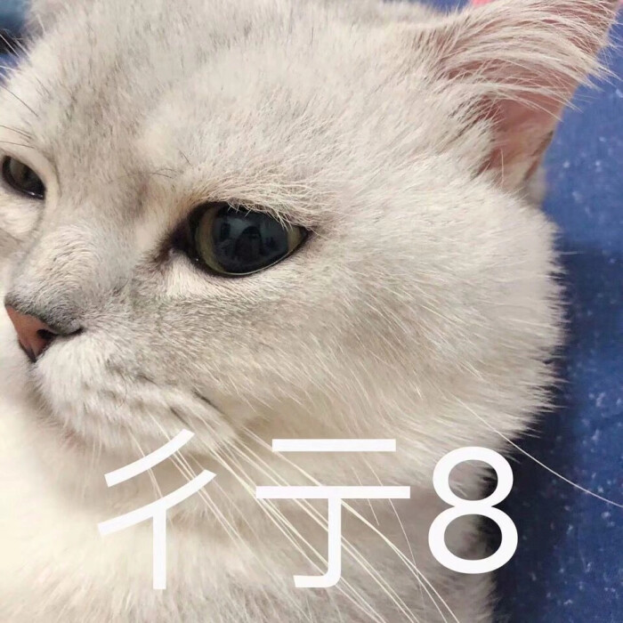 小猫咪表情包