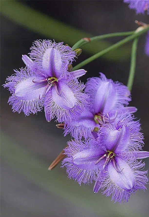 紫色系 · 花卉