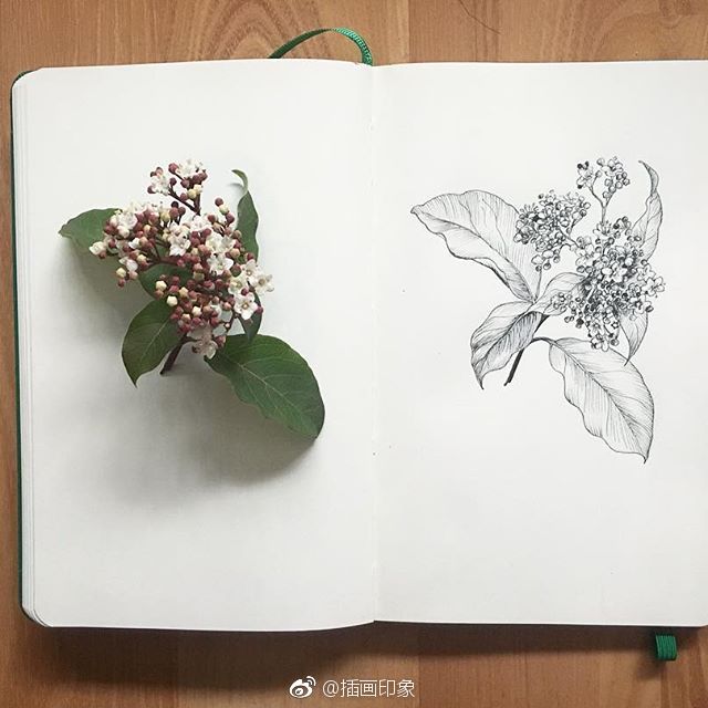 漂亮的植物速写【插画师:courtney roth】