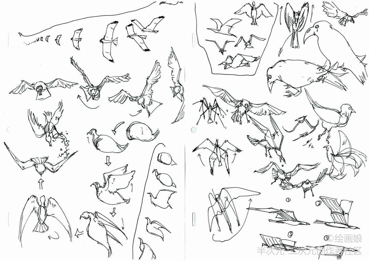 鸟类画法