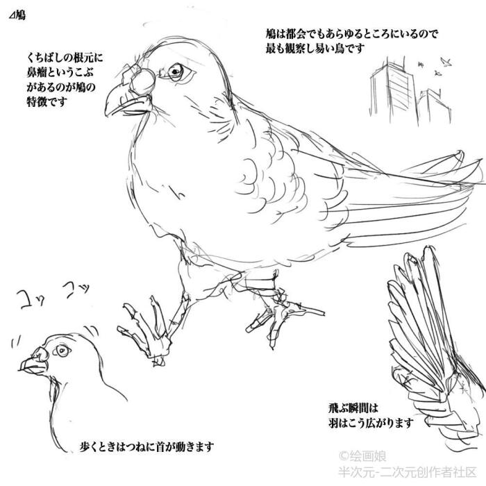 鸟类画法