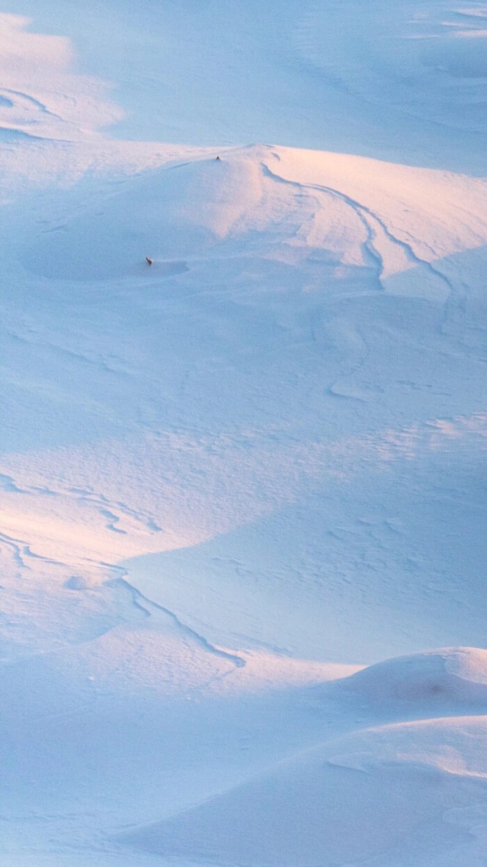 壁纸/蓝"春天的雪,我在冬迎.