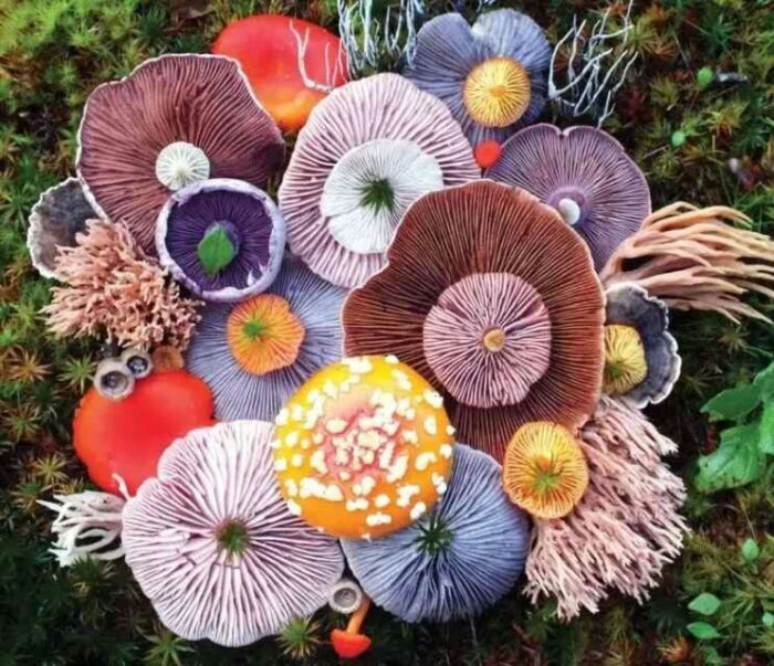 线描 彩色 线条 蘑菇 森系 清新 手绘 彩绘 水彩 素材